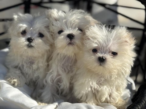 Petmode köpek çiftliğinden kore kan maltese