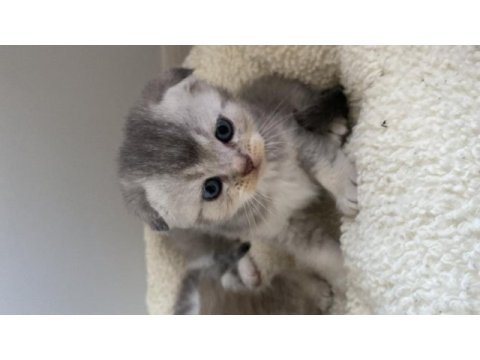 Scottish fold british bebekler