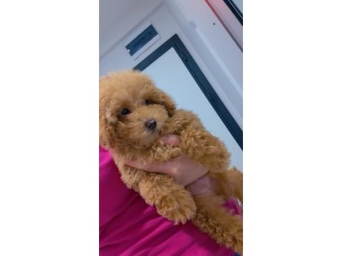 Teddy bear surat yavru poodle