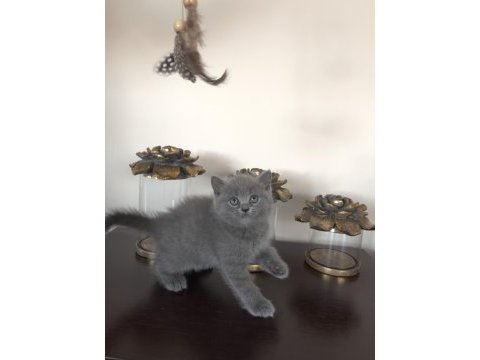 Scottish fold yavrularımıza yuva arıyoruz
