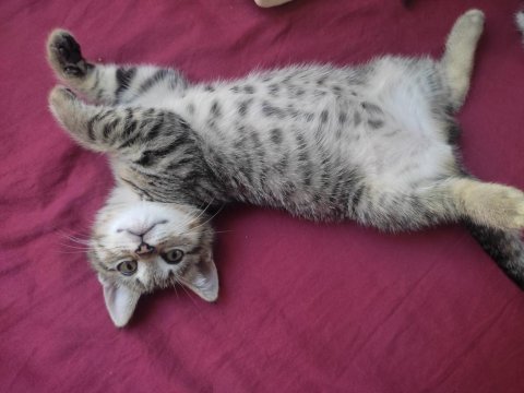 British shorthair linda ve yavruları
