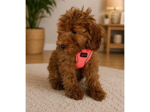 Poodle dişi yavru