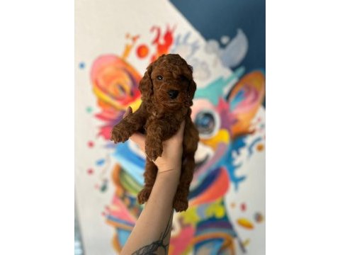 Denizlinin en gözde toy poodle bebekleri