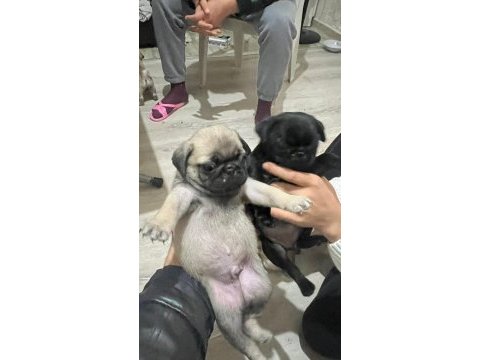 43 günlük temiz kan pug yavrular