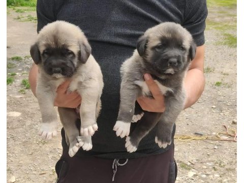 Sivas merkez anne sütün den kesilmiş kangal yavruları