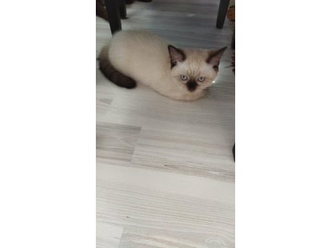2 tane kedimiz kalmıştır dişi ve erkek