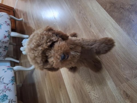 Yeni yuvasını arıyor erkek poodle köpeğimiz