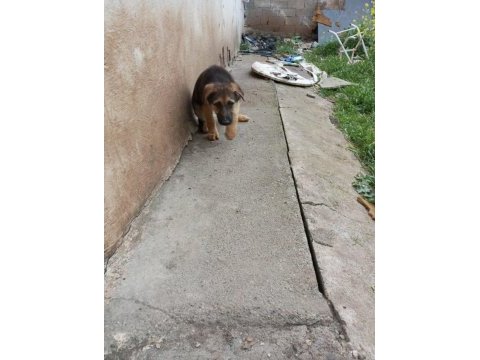 Safkan alman kurdu yavruları