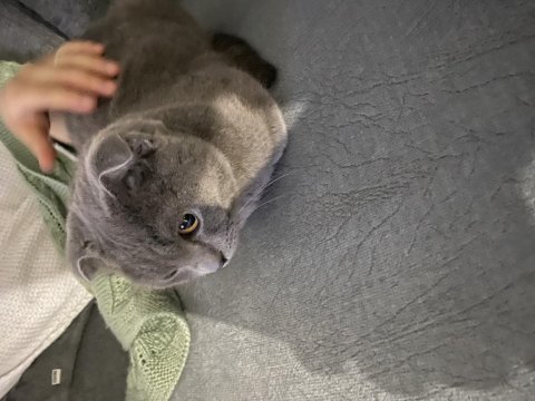 Akıllı bıdık british shorthair