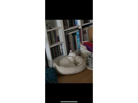 Kulağı delik tekir dişi kedimi sahiplendiriyorum
