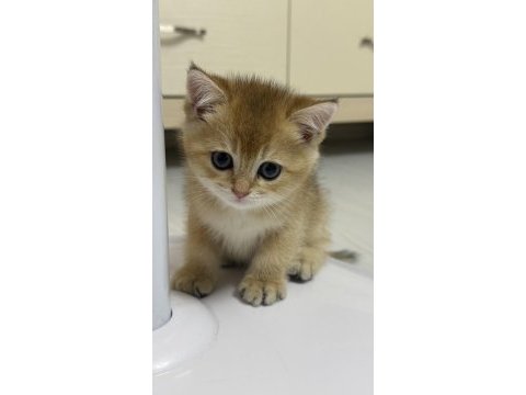 Babası şecereli golden kedilere yuva arıyoruz