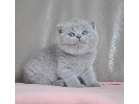 Gümüş zarafet gri british shorthair 