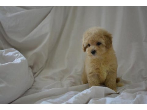 Maltipoo yavrular