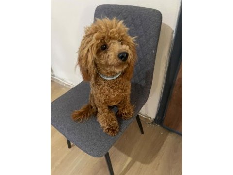 6 aylık yakışıklı poodle