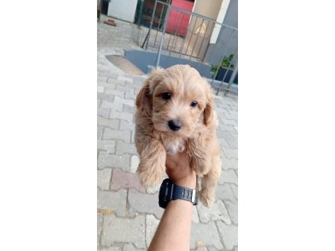Arthur ve sakız'ın yavruları maltipoo