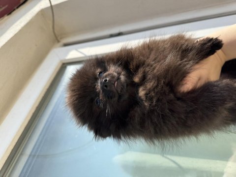 Pomeranian 3 aylık