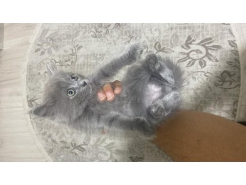 British longhair ve shorthair