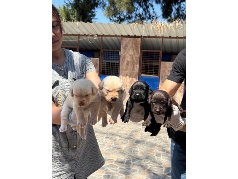 Labrador yavru köpekler
