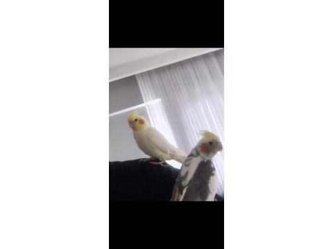 Eş tutmuş sultan papağanları