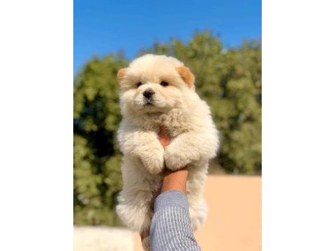 Pofuduk chow chow çin aslanı erkek ve dişi