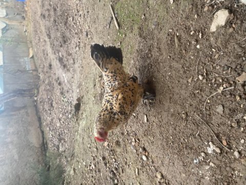 Sabelpoot anaç tavuklar
