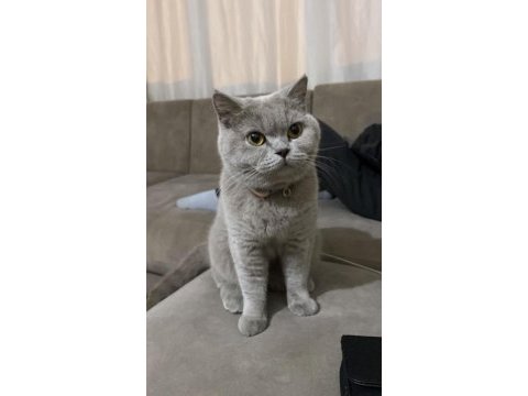 Kedimiz mayaya yuva arıyoruz