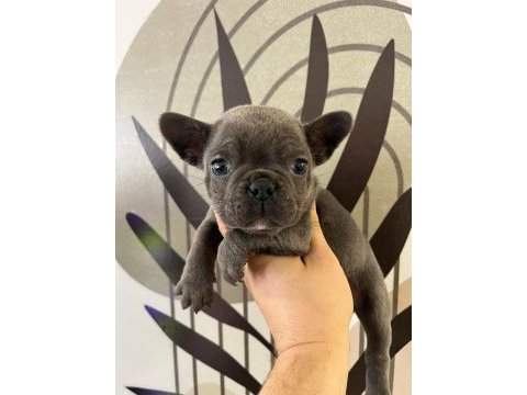 A plus ırk standartlarında french bulldog yavrularımız