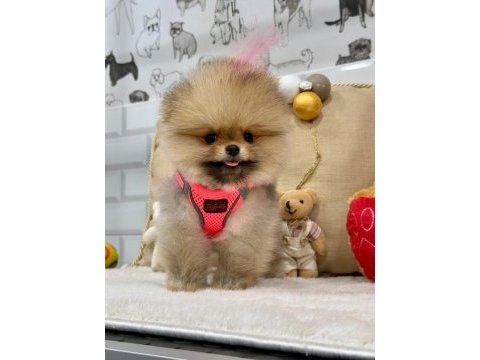 Biblo pomeranian boo yavrularımız