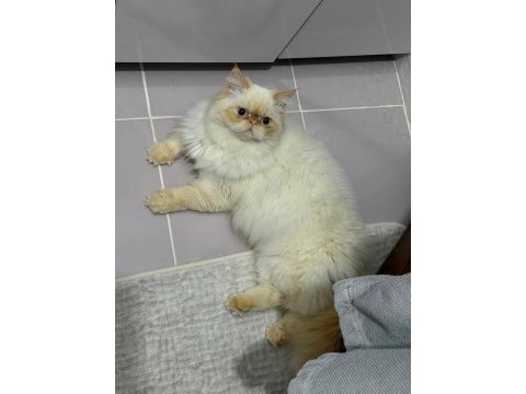 Safkan 1 yaşında çok akıllı iran kedisi