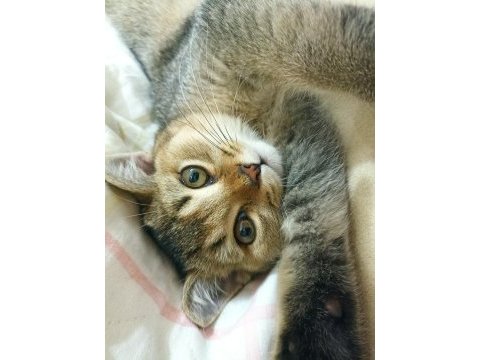 British shorthair 4 aylık