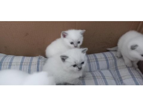 Yavru british shorthair mama yiyorlar tuvalet eğitimi var
