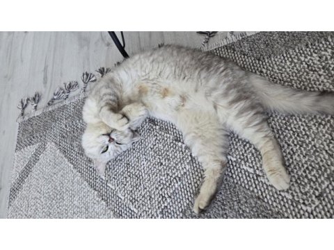 Ücretsiz sahiplendirilecek kedimiz