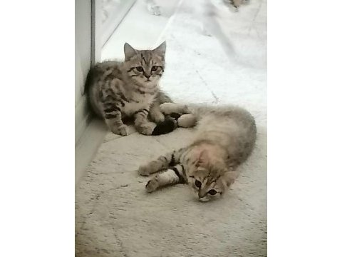 British shorthair 2.5 aylık