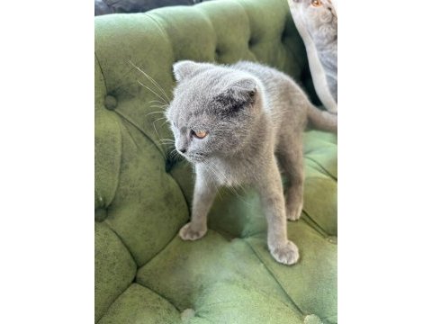 Scottish shorthair