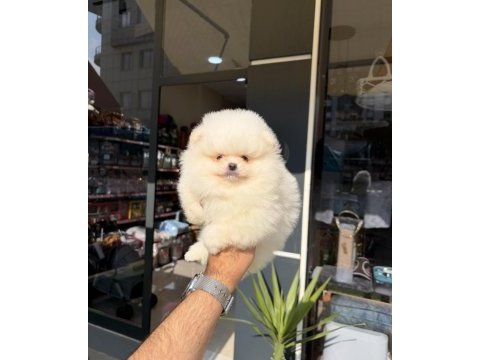 Ukrayna doğumlu pomeranian boo yavrular