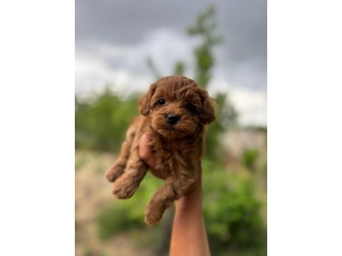 Teacup maltipoo