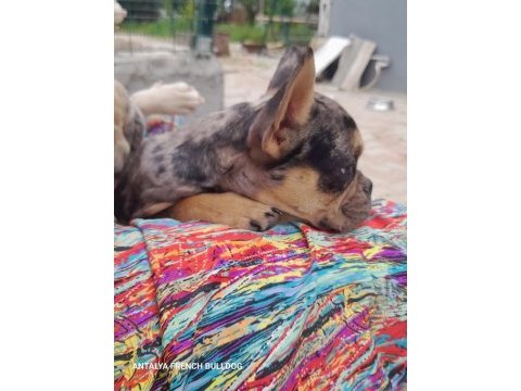 Merle tan dişi french bulldog