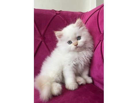 2 aylık safkan erkek red point british yavrumuz
