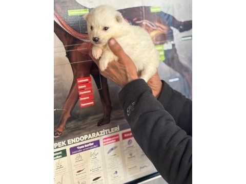 A kalite samoyed bebeklerim