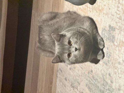 1 yaşında british shorthair oğluma eş