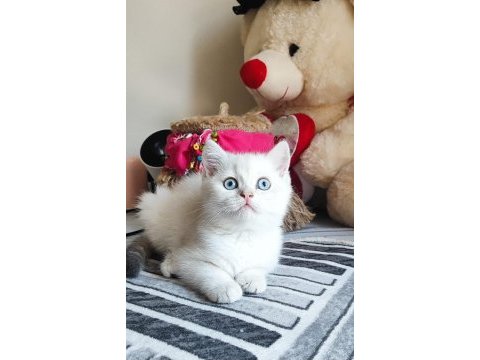 Scrli babadan safkan son dişi british shorthair bebek