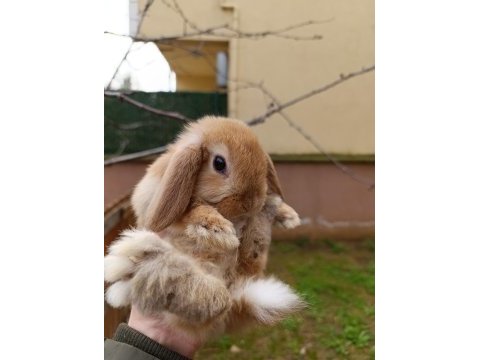 Mini lop hollanda tavşan yavrular
