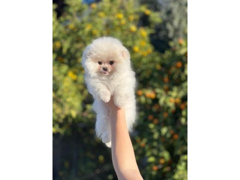 Gülen surat pomeranian yavrularımız
