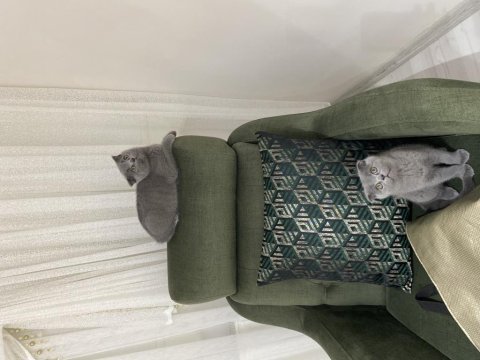 Scottish fold yavrular