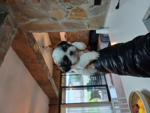 Üst kalite shih tzu kahve beyaz yavrular