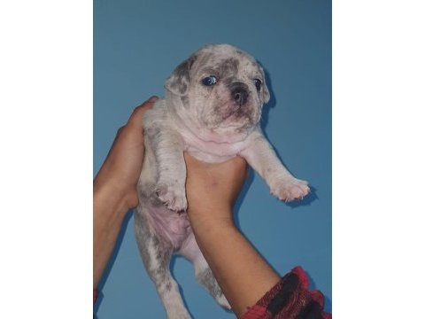 %100 ırk garantili fransız bulldog yavruları