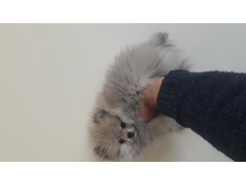 20 ocak doğumlu pomeranian oğlumuz