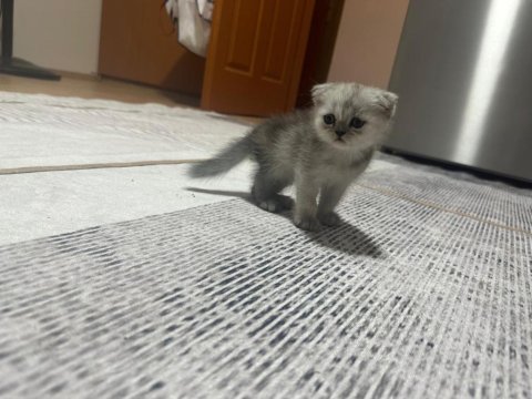 3 scottish fold 1 british