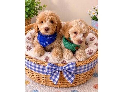 Maltipoo yavrular