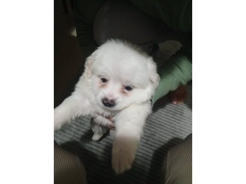 Çok sevimli maltipoo